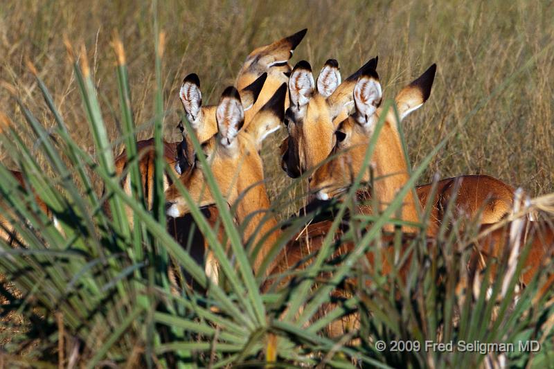 20090612_174543 D300 X1.jpg - Springbok (Gazelle)